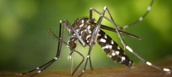 7 Effective Ideas for Eliminating Mosquitos in Your Backyard